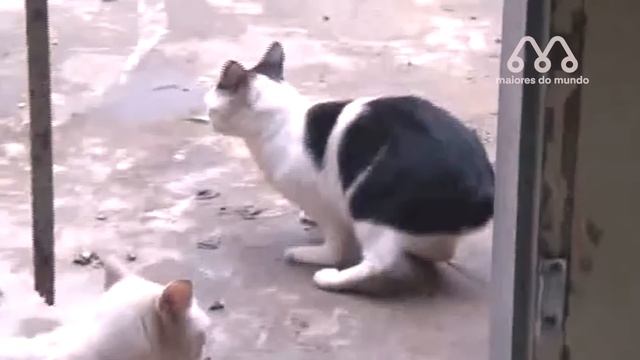 CRUZA DE GATO COM COELHO смотреть онлайн
