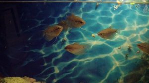 Гурами жемчужные! Любимый жемчуг аквариумистов!