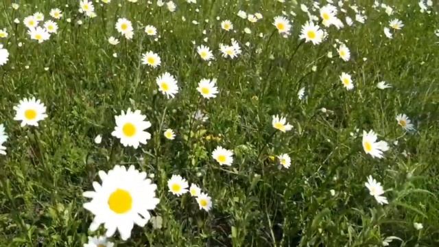 Влад Бахов Два Главных Лица смотреть онлайн