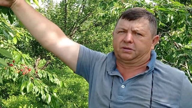 Черешня в конце мая смотреть онлайн