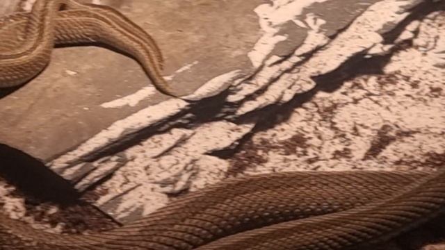 Vipera ursinii moldavica bei Paarungsversuchen . смотреть онлайн