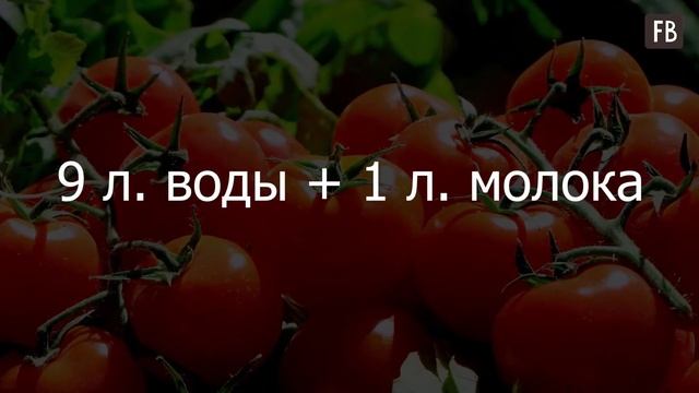 Как я почти в 2 раза увеличила урожай помидор с помощью простой подкормки смотреть онлайн