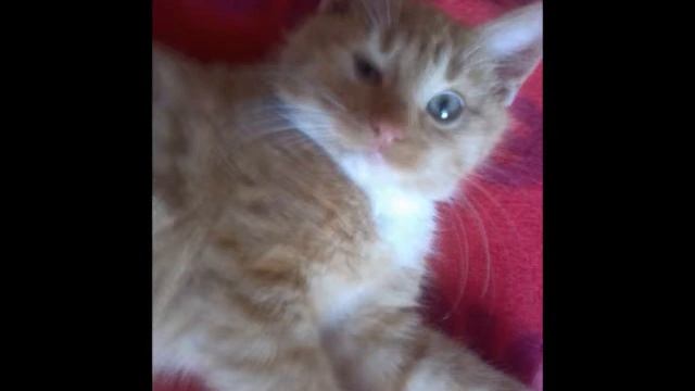 Мои домашние любимцы!