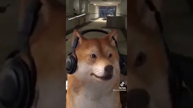 Сиба ину прикол смотреть онлайн