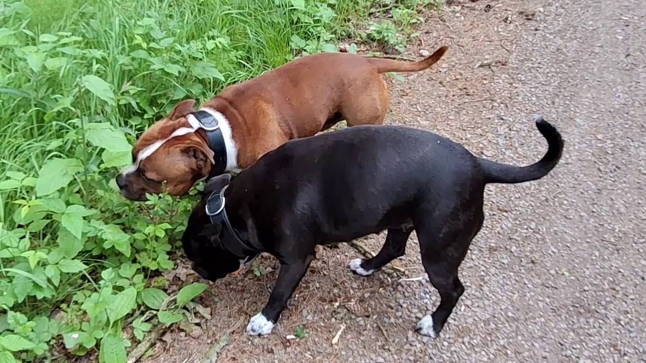 Стаффордширские бультерьеры Леди и Фини в лесу смотреть онлайн