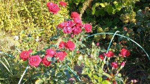 Роза Coeurs de Vendee (Delbard Франция, 2010)