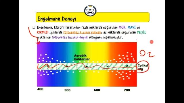FOTOSENTEZDE KULLANILAN IŞIK ENERJİSİ
