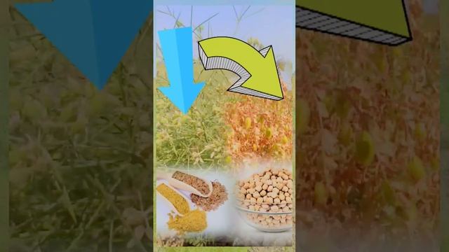 jeera ka khe🌱🌄t chana 🌿ka khet chhole bhature ka aztecs short #YouTube🍛 смотреть онлайн