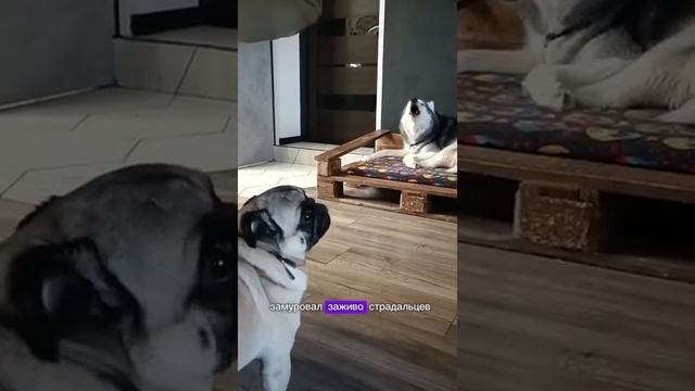 Саня. смотреть онлайн