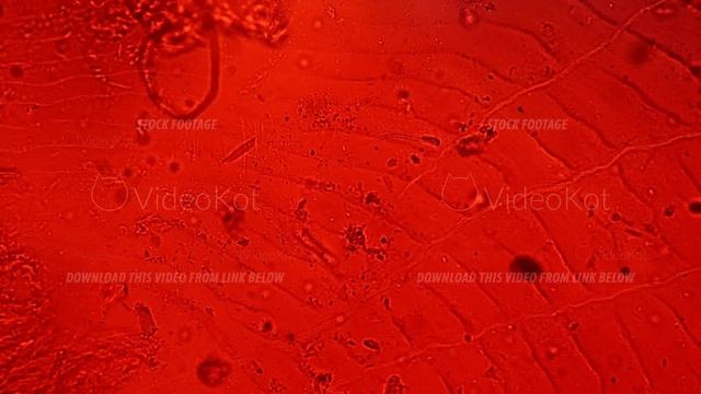 Fish scale microscopic sample 400x with whole mount filmed by special lab equipment on bright field смотреть онлайн
