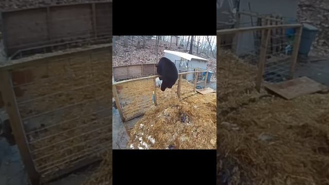 МЕДВЕДЬ И ПРЕДСТАВИТЬ НЕ МОГ ЧТО ЖДЕТ ЕГО ПО ТУ СТОРОНУ ЗАБОРА .. смотреть онлайн