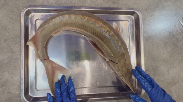 КАК ПОЧИСТИТЬ СТЕРЛЯДЬ ПРОЩЕ ВСЕГО! смотреть онлайн