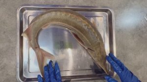 КАК ПОЧИСТИТЬ СТЕРЛЯДЬ ПРОЩЕ ВСЕГО!