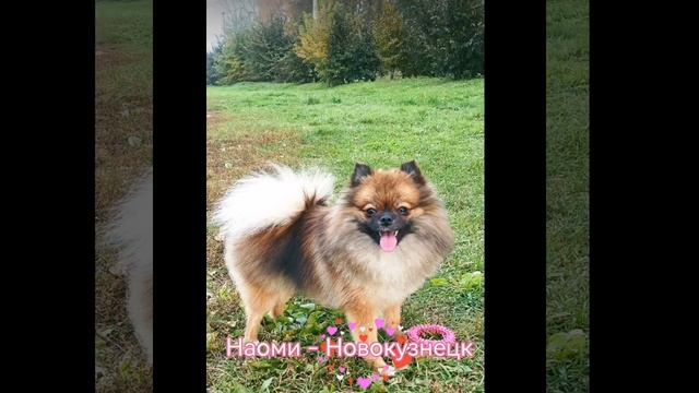 XiaoYing_Video_1732296206931_HD.mp4 смотреть онлайн