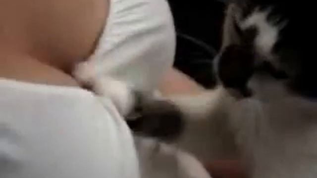 хорошая сиська и кошке приятна )))