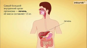 30. Пищеварение в желудке и кишечнике