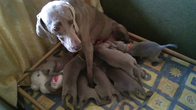 Щенки веймаранера 5 - 4.07.2015 г. - 34 день