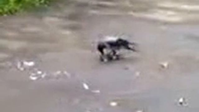 Ворон ест голубя. смотреть онлайн