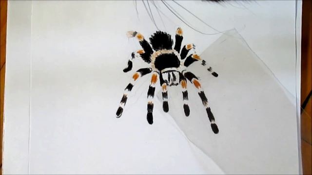 Renkli Kalemle 3 Boyutlu Çizim Tarantula Örümcek - | 3D Drawing Tarantula Spider in Colored Pencil смотреть онлайн