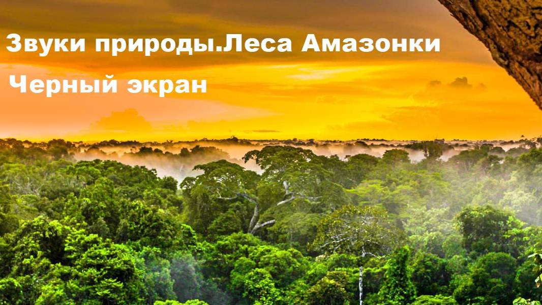 Звуки природы.Леса Амазонки.Черный экран смотреть онлайн