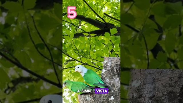 AGAPORNIS y sus ESPECIES!!! #lovebirds #agapornis #pajarodelamor смотреть онлайн