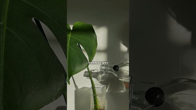 Скорпиону нельзя держать эти растения дома #plants #scorpio #домашниецветы #комнатныерастения смотреть онлайн