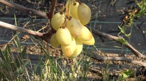 Виноград Александр Лукашенко