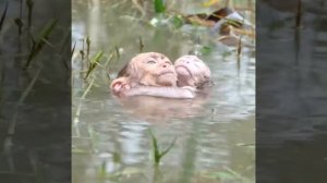 DUWA EKOR BAYI MONYET YG SANGAT MENGENASKAN || KASIAN DENGAN BAYI MONYET INI