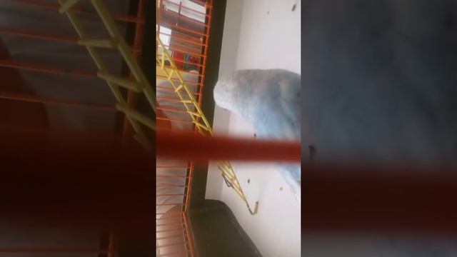 Моё домашнее животное