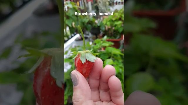 #strawberry #harvesting #harvest #homestead смотреть онлайн
