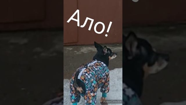 Когда вышел с собакой погулять смотреть онлайн