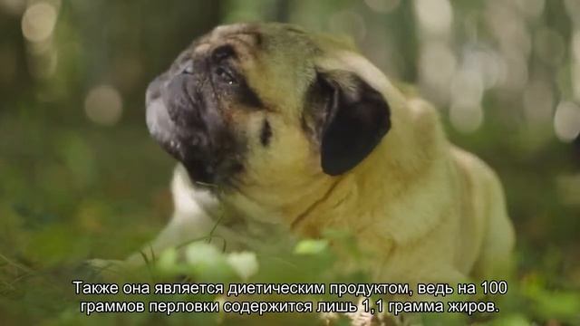 Диетолог рекомендовала включить в рацион «кашу красоты» смотреть онлайн