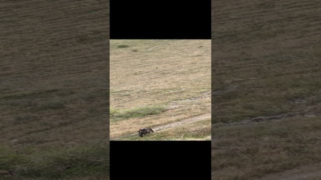 Пятигорск. Вид вниз с канатной тарзанки смотреть онлайн