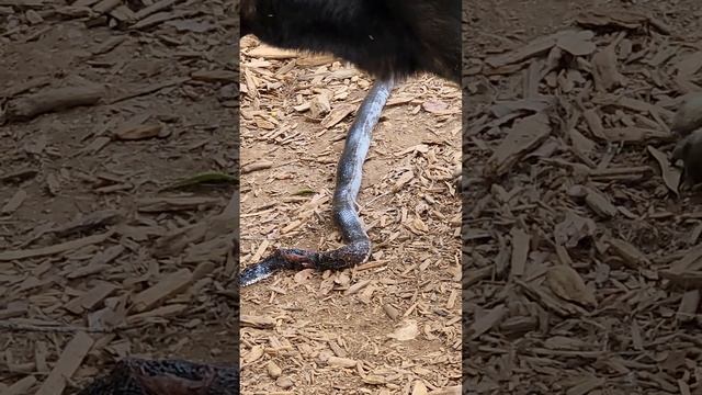 ОВЧАРКИ ПОЙМАЛИ ЗМЕЮ // АМЕРИКА смотреть онлайн