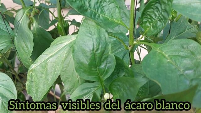 Síntomas visibles del ácaro blanco en locote/pimiento/morrón смотреть онлайн