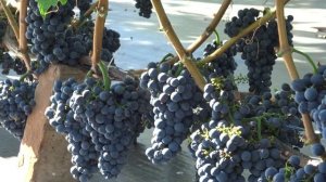 Виноград Каберне Кортис Урожайность 2024г. На 9.09 Br 25  Кусту 3й год.