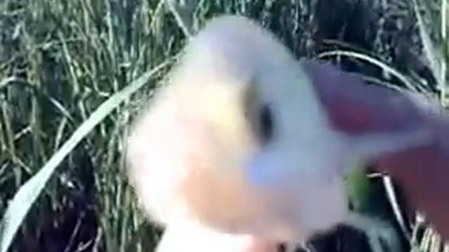 Эта,эта рыба))) смотреть онлайн