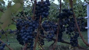 Виноград Аколон