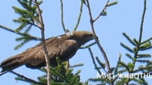 Коршун хищная птица интересные факты о коршун!