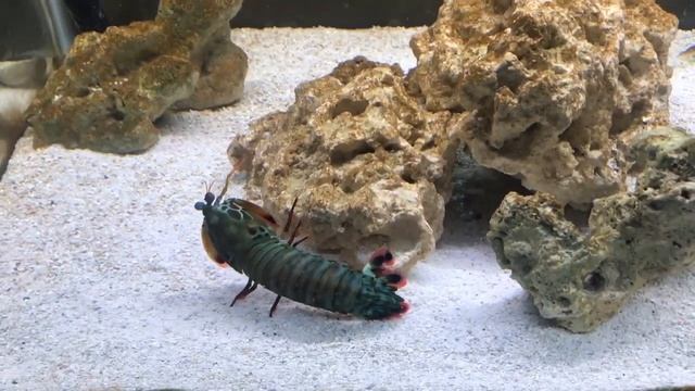 Ultimate Giant Mantis Shrimp: Beginners Care Guide смотреть онлайн