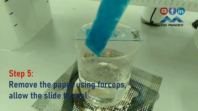 Endospore Stain Technique смотреть онлайн