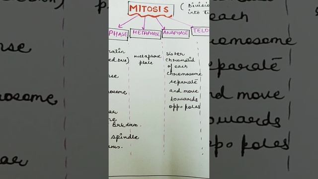 mitosis смотреть онлайн