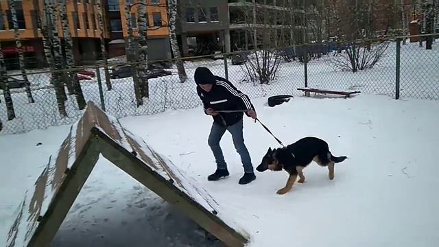 Дрессировка собак -первое занятие смотреть онлайн