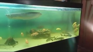 Как вырастить осетра в аквариуме для домашнего пруда