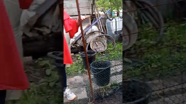 Разведение птицы в домашнем хозяйстве.