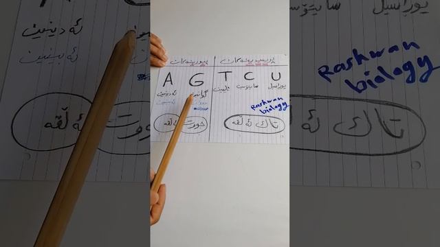 زیندەزانی پۆلی 12 poli بەندی 8 چۆن ((پیورین ) و (پریمیدین ))لێک جوودا بکەینەوە هەڵە نەکەین . смотреть онлайн