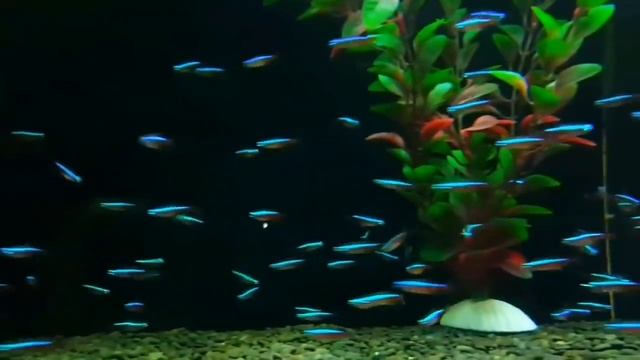 Best Ever Schooling Tetras on our Market... смотреть онлайн