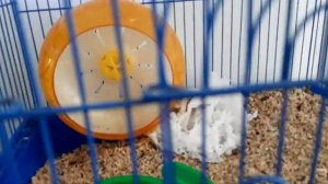 Смотрим Анука Давайка.