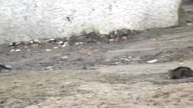 Кот и ворона смотреть онлайн