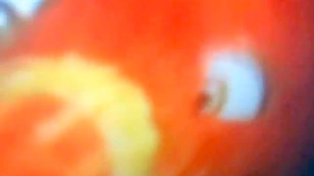 Bob macks a film about Cheese and hot dog burger смотреть онлайн